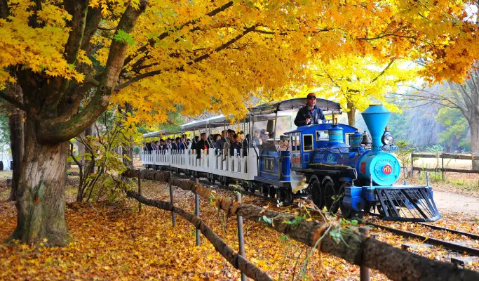 Nami Island & Walkerhill Maple Road/ Theatre des Lumieres 1 Day Tour from Seoul (Sept~Nov)