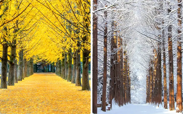 Nami Island in the fall and winter