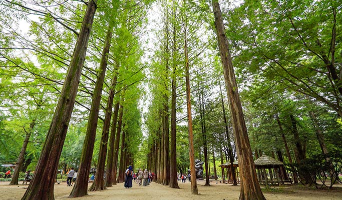 Gapyeong Train & City Tour Bus Ticket (+ Nami Island, Garden of Morning Calm & more) (~June 30)