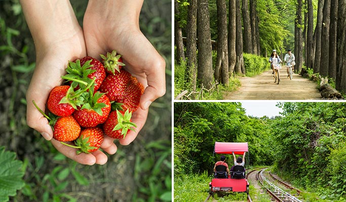 Nami Island + Gangchon Rail Bike + Strawberry Farm 1 Day Tour - from Seoul