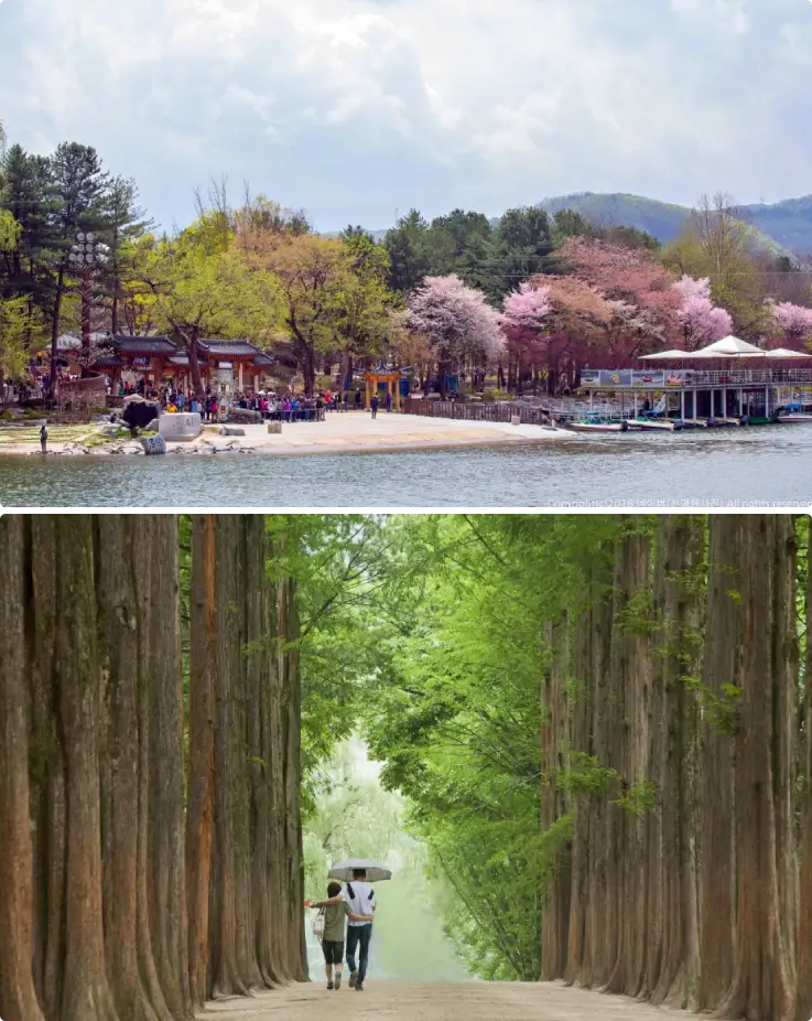 Nami Island in spring with cherry blossoms and in summer with green trees