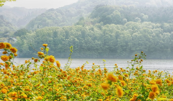 Nami Island + Petite France & Italian Village + Gangchon Rail Bike + Garden of Morning Calm Tour