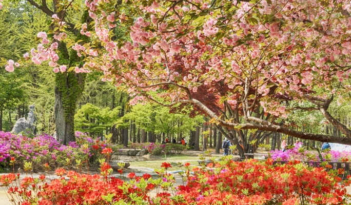 Alpaca World + Nami Island + Samaksan Mountain Lake Cable Car 1 Day Tour - from Seoul