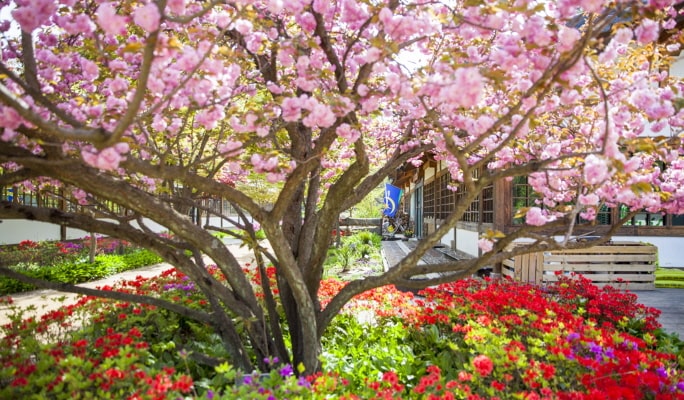 Seoul Vicinity: Nami Island + Garden of Morning Calm + Strawberry Picking 1 Day Tour