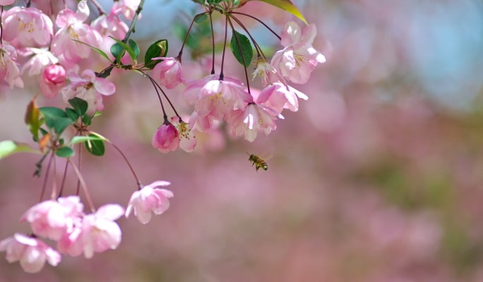 Seoul Vicinity: Nami Island + Garden of Morning Calm + Strawberry Picking 1 Day Tour