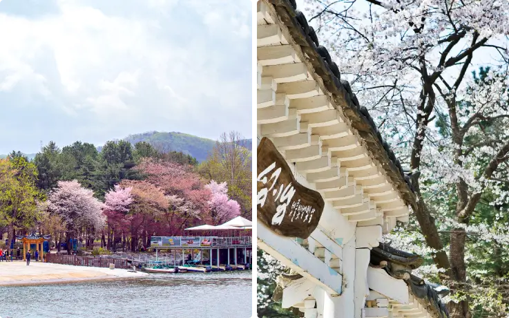 Cherry blossoms in full bloom on Nami Island in the springtime.