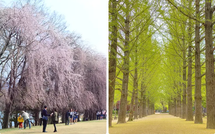 Nami Island in the spring and summer