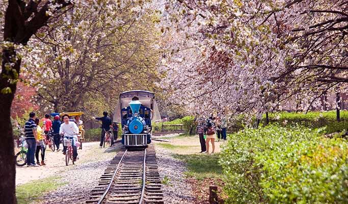 Hoa Anh Đào nở rợp đảo vào ngày xuân