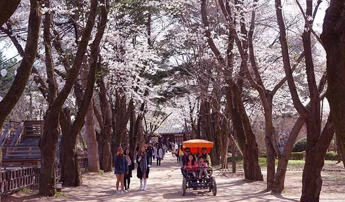 2D1N Nami Island Shuttle Bus + Ticket + Hotel Package
