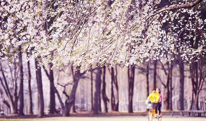 Spring Special: Seoraksan + Nami Island + Cherry Blossom 1 Day Tour - from Seoul (Apr 1~26)