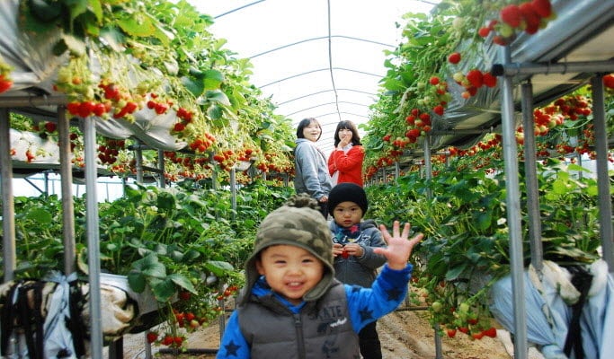 Seoul Vicinity: Nami Island + Petite France + Strawberry Farm Package