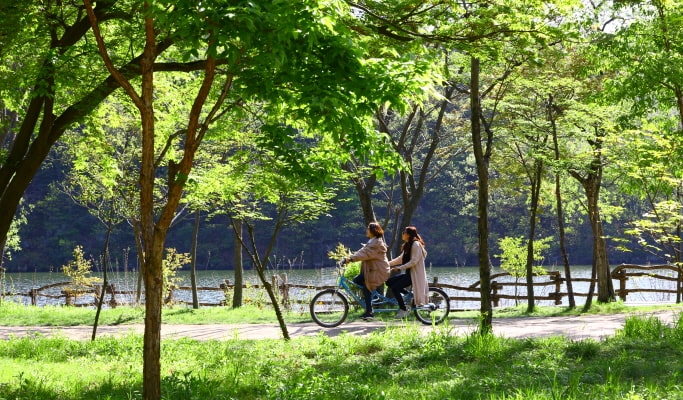 Alpaca World + Nami Island + Garden of Morning Calm 1 Day Tour (with Optional Rail Bike or  Strawberry Picking) - from Seoul