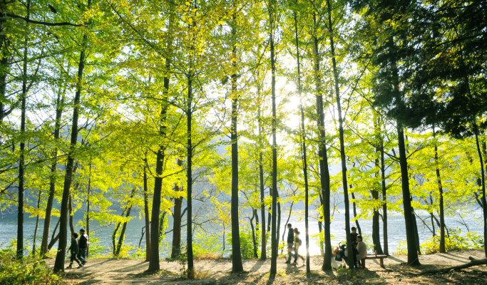 Nami Island + Gangchon Rail Bike + Nari Park Globe Amaranth/ Pink Muhly Festival 1 Day Tour from Seoul (Sept 5~Oct 20)