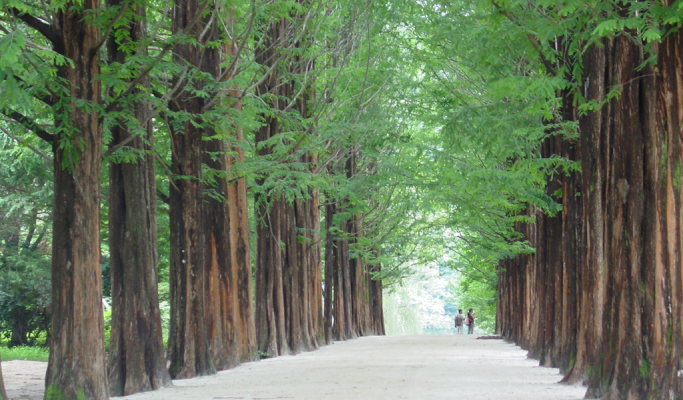 Nami Island + Gangchon Rail Bike + Nari Park Globe Amaranth/ Pink Muhly Festival 1 Day Tour from Seoul (Sept 5~Oct 20)
