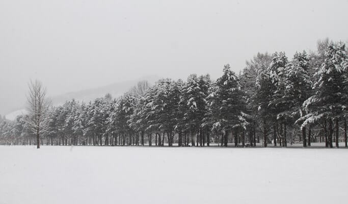 2D1N Nami Island Shuttle Bus + Ticket + Hotel Package