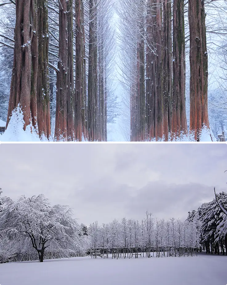 Snow-covered tree-lined paths and open fields in winter at Nami Island.