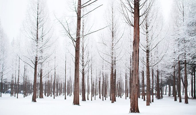 Seoul Vicinity: Nami Island + Petite France + Strawberry Farm Package