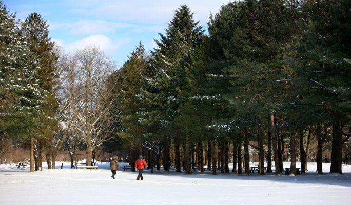 Nami Island & Winter Attractions 1 Day Tour from Seoul - Trazy, Korea's ...