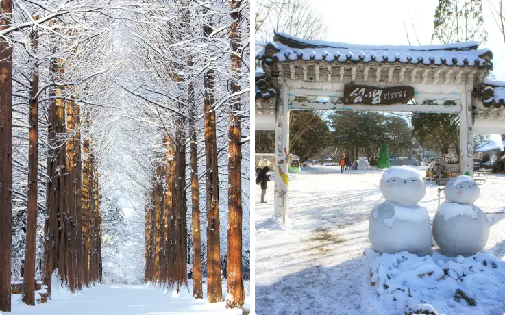 Tall trees covered in snow on Nami Island in the winter.