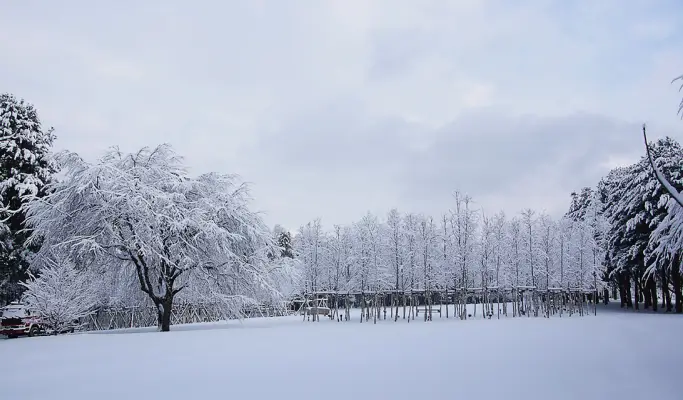 Nami Island + Eobi Ice Valley + Strawberry Picking 1 Day Tour from Seoul (+ Garden of Morning Calm/ Rail Bike options)