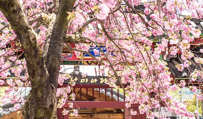 Nami Island & Lotte World / Lotte World Tower 1 Day Tour (~Jun)