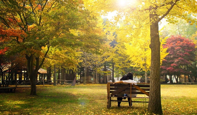 Seoul Vicinity: Nami Island and Luge Ride at Vivaldi Resort