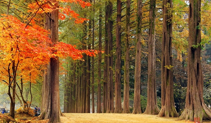 Seoul Vicinity: Nami Island and Luge Ride at Vivaldi Resort