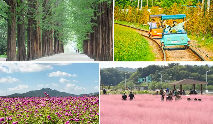Nami Island + Gangchon Rail Bike + Nari Park Globe Amaranth/ Pink Muhly Festival 1 Day Tour from Seoul (Sept 5~Oct 20)