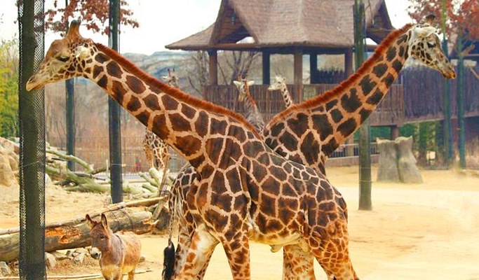 Nami Island + Petite France + Everland 1 Day Tour