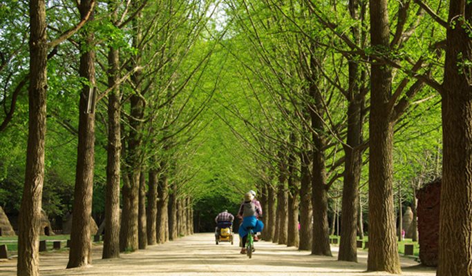 Nami Island & Unaksan Suspension Bridge Tour (+ Rail Bike option)