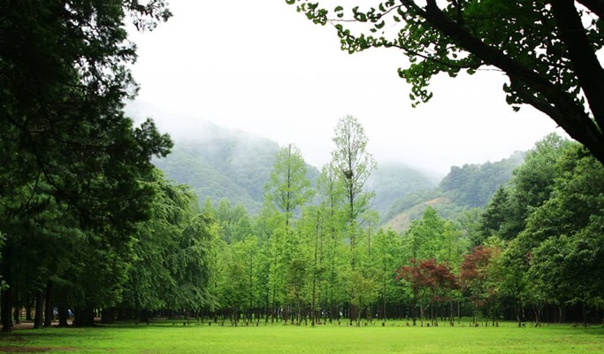 Nami Island + Petite France + Everland 1 Day Tour