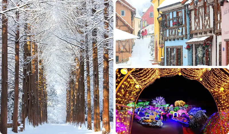 Nami Island + Petite France & Italian Village + Garden of Morning Calm Tour