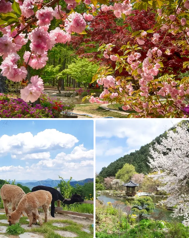 Cherry blossoms in Nami Island on top, alpacas at Alpaca World on the bottom left, and cherry blossoms at Garden of the Morning Calm on the bottom right