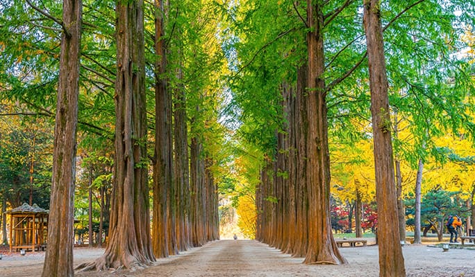 Nami Island & Rail Bike (+ Begonia Bird Park) Tour - from Seoul