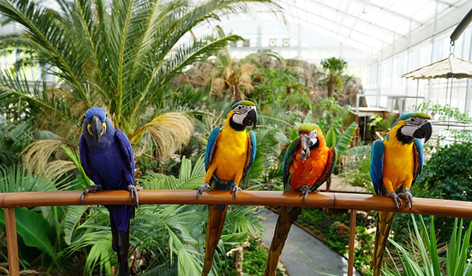 Nami Island & Rail Bike (+ Begonia Bird Park) Tour - from Seoul
