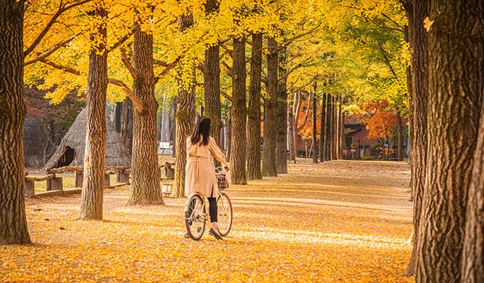 Nami Island & Rail Bike (+ Begonia Bird Park) Tour - from Seoul