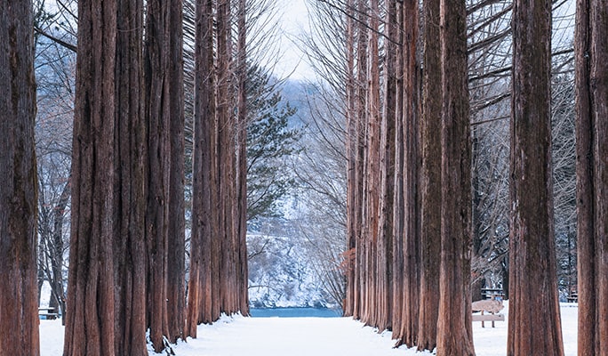 Nami Island & Rail Bike (+ Begonia Bird Park) Tour - from Seoul