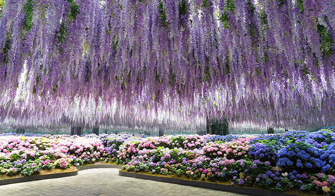 Nami Island & Rail Bike (+ Begonia Bird Park) Tour - from Seoul