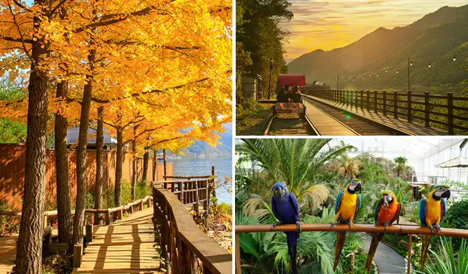 Nami Island & Rail Bike (+ Begonia Bird Park) Tour - from Seoul