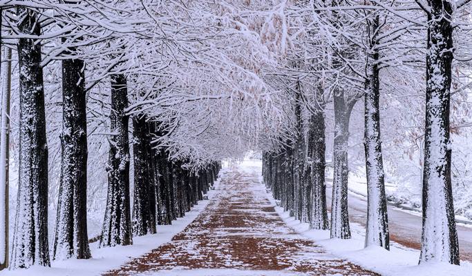 Nami Island + Gangchon Rail Bike + Strawberry Farm 1 Day Tour - from Seoul