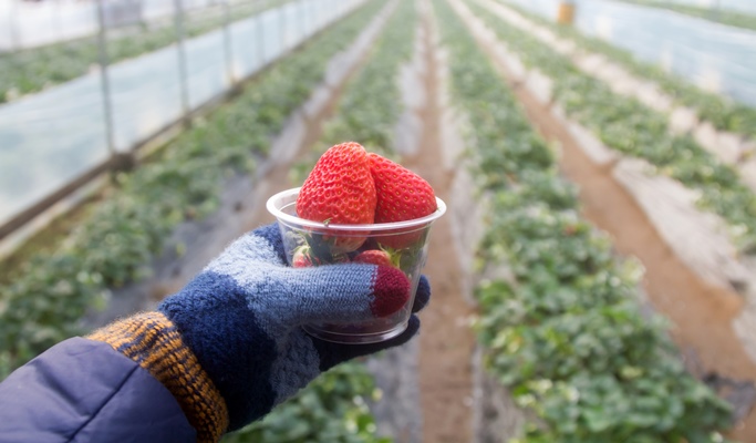 Nami Island + Gangchon Rail Bike + Strawberry Farm 1 Day Tour - from Seoul