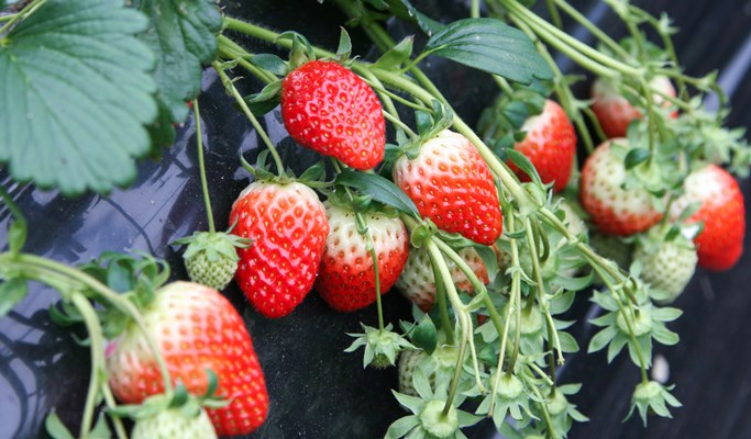 Nami Island + Gangchon Rail Bike + Strawberry Farm 1 Day Tour - from Seoul