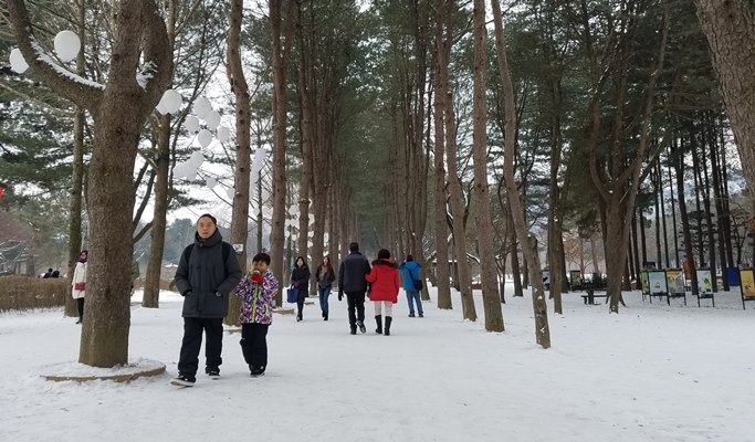 Nami Island + Gangchon Rail Bike + Strawberry Farm 1 Day Tour - from Seoul