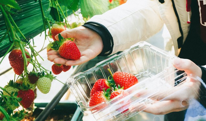 Nami Island + Gangchon Rail Bike + Strawberry Farm 1 Day Tour - from Seoul
