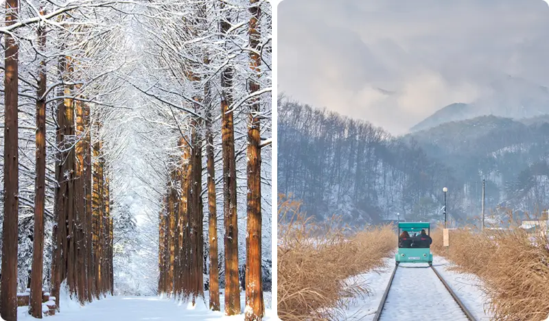 Nami Island & Rail Bike (+ Begonia Bird Park) Tour - from Seoul