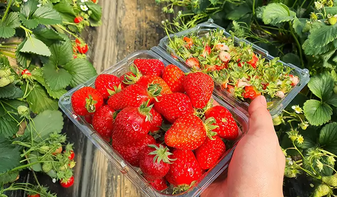 Seoul Vicinity: Nami Island + Gangchon Rail Bike + Strawberry Picking (+ Eobi Ice Valley) 1 Day Tour