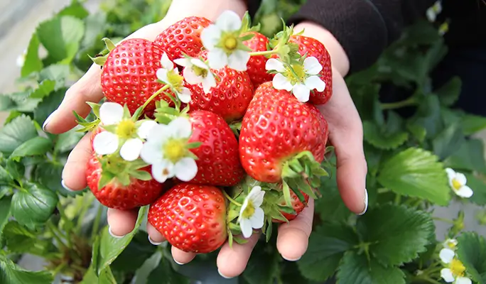Seoul Vicinity: Nami Island + Gangchon Rail Bike + Strawberry Picking (+ Eobi Ice Valley) 1 Day Tour
