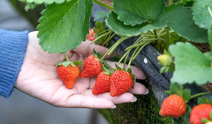 Seoul Vicinity: Nami Island + Gangchon Rail Bike + Strawberry Picking (+ Eobi Ice Valley) 1 Day Tour