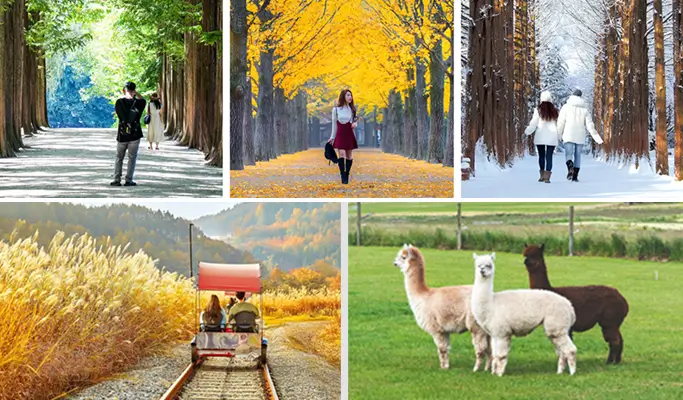 Nami Island & Rail Bike Tour