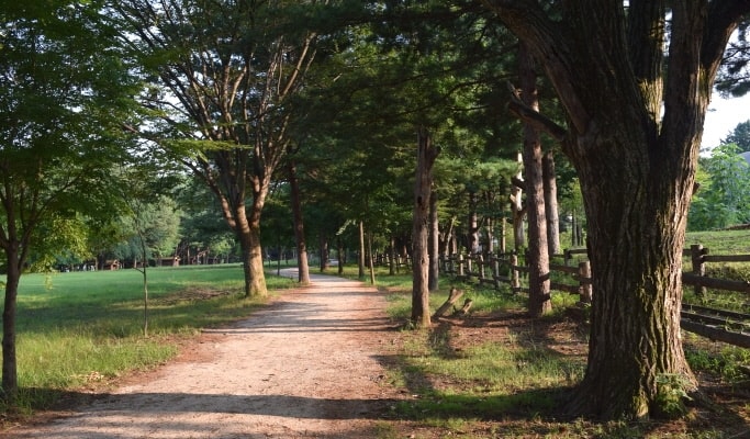 Seoul Vicinity: Nami Island+Gangchon Rail Bike+Edelweiss Swiss Theme Park One Day Tour